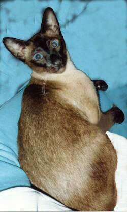 Siamkatze, seal-point,Yungaya InghinNiger_1998