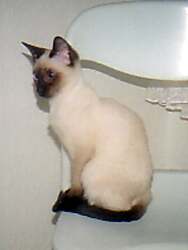 Yungaya`s Urjani, Foto: Zwenker