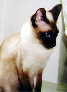 Yungaya`s Urjani, Foto: Zwenker