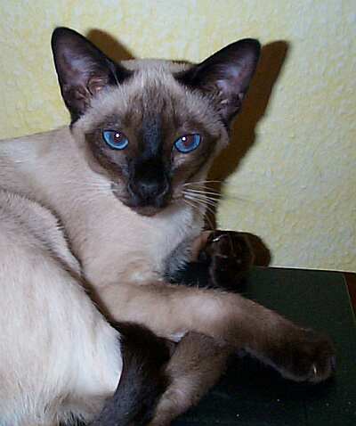 Yungaya`s Uma-Rani, Foto: Bertram