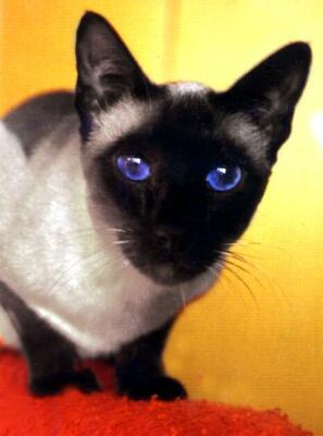 Siamkatze, seal-point,Alice von Diyabarkir
