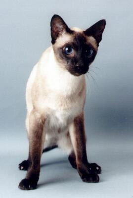 Siamkatze, seal-point,Alice von Diyabarkir