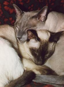 Athotis und Aigina von Yungaya, Siamkatzen,blue- und chocolate-point