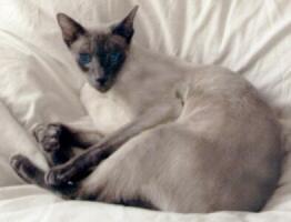 Siamkatze, blue-point,Athotis von Yungaya 