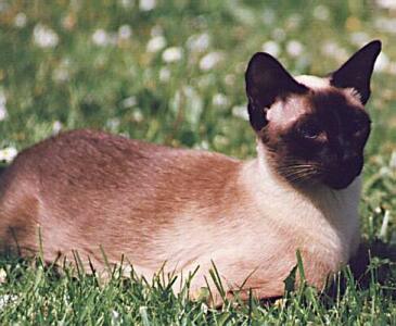 Siamkatze, seal-point,Bengala von Yungaya