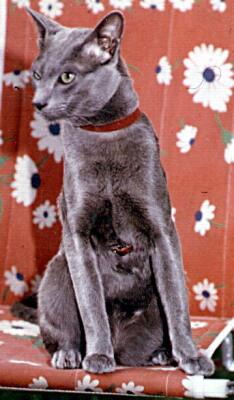 Orientalisch Kurzhaarkatze, blau,Ch.Brylou von Yungaya