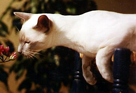 Siamkatze, lilac-point,Candor von Yungaya