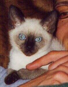 Yungaya`s Cat-Queezel