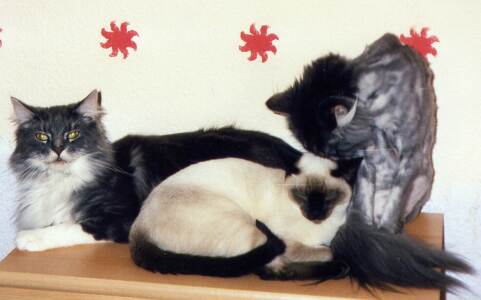 Yungaya`s Cat-Queezel