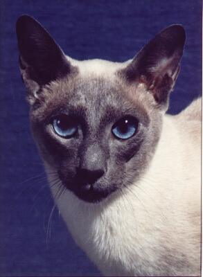 Siamkatze, blue-point,Ch.Deir-el-Bari von Yungaya