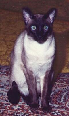 Siamkatze, seal-point,Eldan von Yungaya