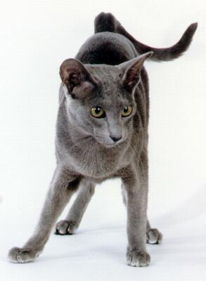 Orientalisch Kurzhaarkatze, blau,Int.Ch.LadyBaja von Yungaya