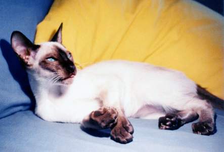 Siamkatze, seal-point, Yungaya Janosch Kleiner B&auml;r