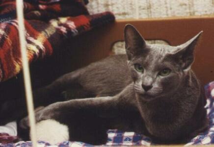 Orientalisch Kurzhaarkatze, blau,Int.Ch.LadyBaja von Yungaya