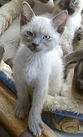 Thaikatze blue-point, 3 Monate alt,Montgome Ry-2001