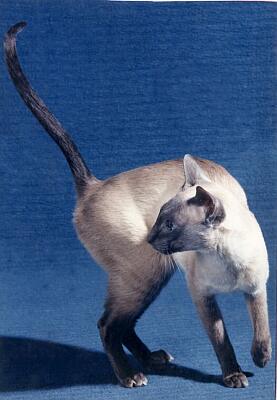 Siamkatze, blue-point,Ch.Deir-el-Bari von Yungaya