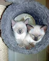 Thaikatzen, 3 Monate alt, Querrida und Quindou-2000