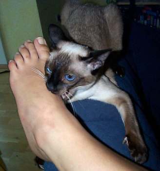 Yungaya`s Uma-Rani, Foto: Bertram