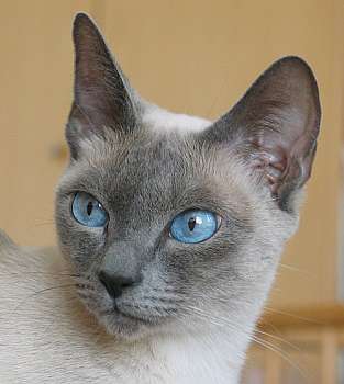 Gr.Euro.Ch.Yungaya`s Rashira, Foto: Skirl