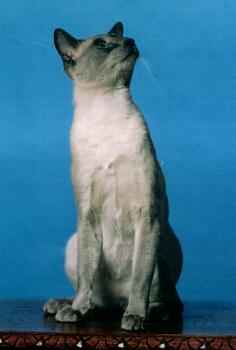 Siamkatze, blue-point,Int.Ch.Yungaya ThongKhao