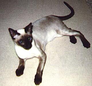 Siamkatze, seal-point,Yungaya In-Choo ater